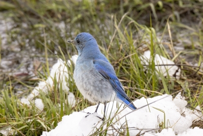 Mountain Blue Bird May 2025
